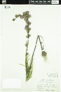 Liatris aspera image