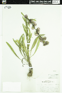 Liatris aspera image