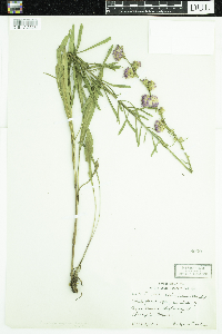 Liatris aspera image