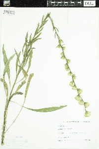 Liatris aspera image