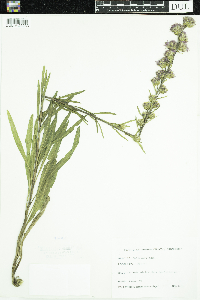 Liatris aspera image