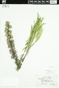 Liatris aspera image