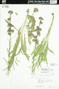 Liatris aspera image