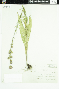 Liatris aspera image