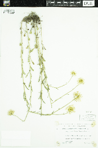 Media resource of Leucanthemum vulgare