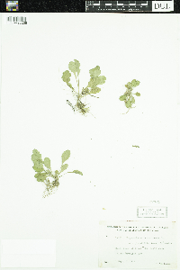 Leucanthemum vulgare image