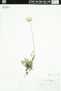 Thumbnail image of current specimen