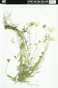 Leucanthemum vulgare image