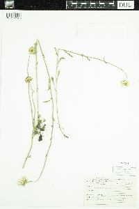 Leucanthemum vulgare image