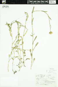 Leucanthemum vulgare image