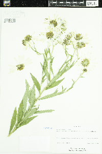 Leucanthemella serotina image