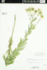 Leucanthemella serotina image