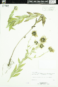 Leucanthemella serotina image