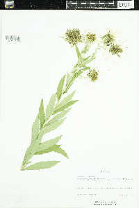 Leucanthemella serotina image