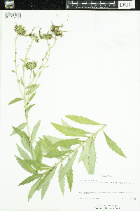 Leucanthemella serotina image