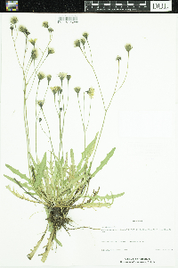 Leontodon autumnalis image