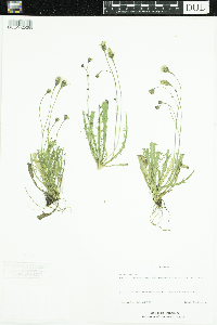 Leontodon autumnalis image