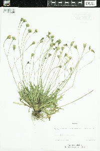 Leontodon autumnalis image