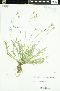 Leontodon autumnalis image