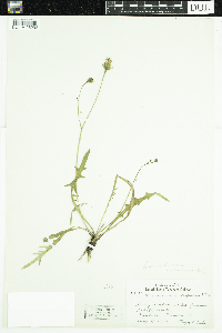 Leontodon autumnalis image