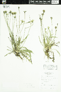 Leontodon autumnalis image