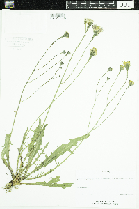 Leontodon autumnalis image