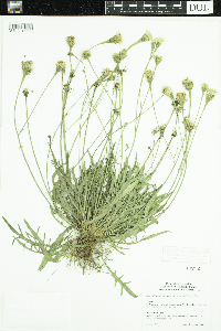 Leontodon autumnalis image