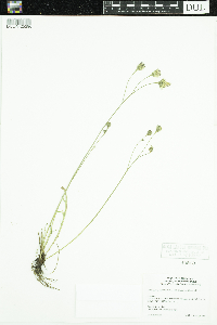 Leontodon autumnalis image