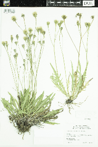 Leontodon autumnalis image