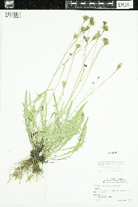 Leontodon autumnalis image