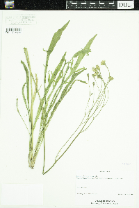 Leontodon autumnalis image