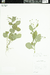 Lapsana communis image