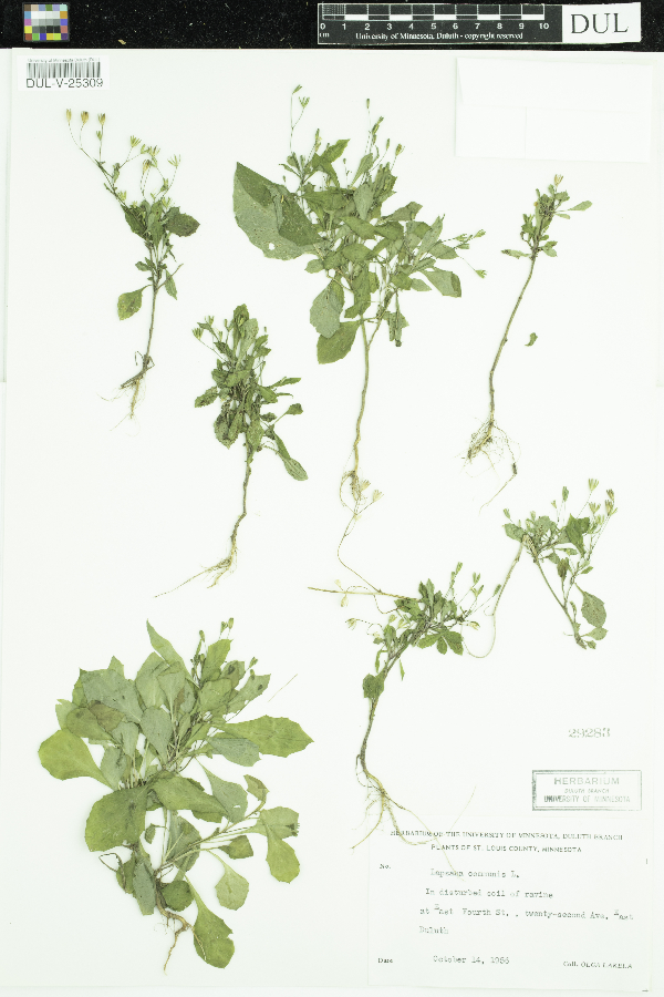 Lapsana communis image