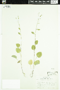 Lapsana communis image