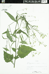 Lapsana communis image