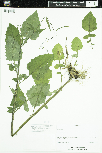 Lapsana communis image