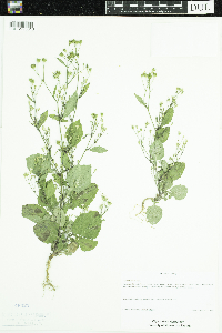 Lapsana communis image