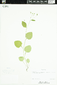 Lapsana communis image