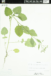 Lapsana communis image