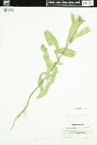 Lactuca serriola image