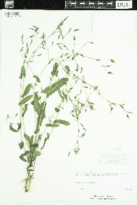 Lactuca serriola image