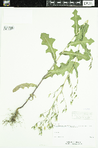 Lactuca serriola image
