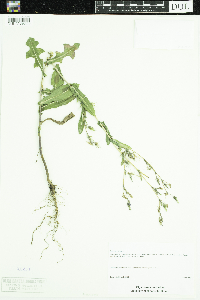 Lactuca serriola image