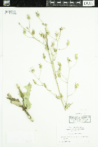 Lactuca ludoviciana image