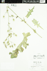 Lactuca ludoviciana image