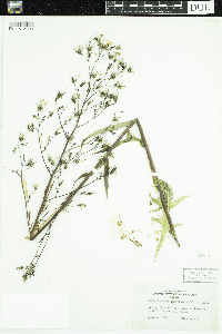 Lactuca ludoviciana image