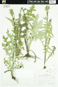 Lactuca ludoviciana image