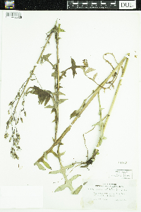 Lactuca ludoviciana image