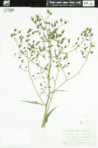 Lactuca floridana image
