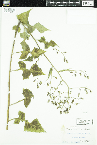 Lactuca floridana image